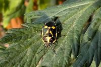 Eurydema oleracea