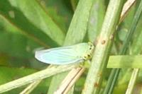 Cicadella viridis