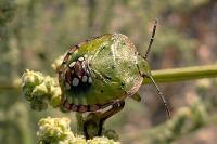 Nezara viridula