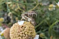 Stictopleurus punctatonervosus