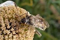 Stictopleurus punctatonervosus