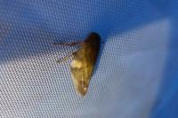 Aphrophora alni