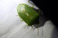 Nezara viridula