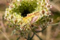 Carpocoris purpureipennis
