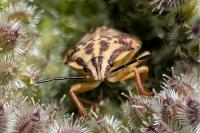 Carpocoris purpureipennis