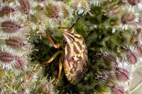 Carpocoris purpureipennis