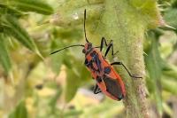 Corizus hyoscyami