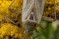 Adelphocoris lineolatus