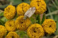 Adelphocoris lineolatus