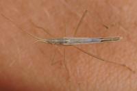 Chorosoma schillingii
