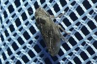 Philaenus spumarius