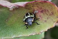 Nezara viridula