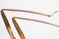 Pseudomegacoelum beckeri