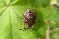 Carpocoris