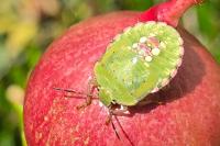 Nezara viridula