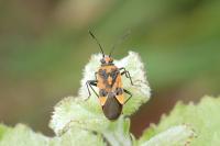 Corizus hyoscyami