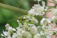 Orthops campestris