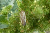 Adelphocoris lineolatus