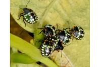 Nezara viridula