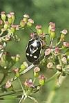Eurydema oleracea