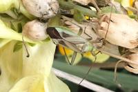 Adelphocoris lineolatus