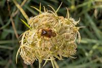 Lygus pratensis