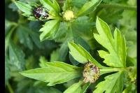 Nezara viridula