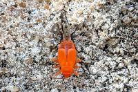 Pyrrhocoris apterus