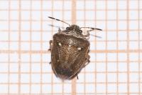 Eysarcoris ventralis