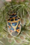 Eurydema ornata