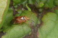Lygus pratensis