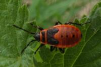 Pyrrhocoris apterus