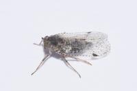 Cixius