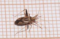 Phytocoris