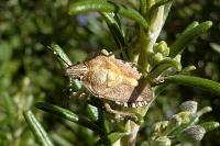 Dolycoris baccarum