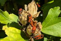 Pyrrhocoris apterus