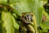 Nezara viridula