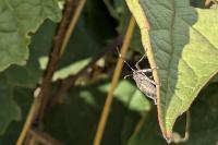 Halyomorpha halys