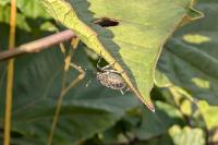Halyomorpha halys
