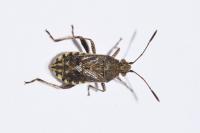 Stictopleurus punctatonervosus