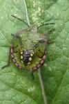 Nezara viridula