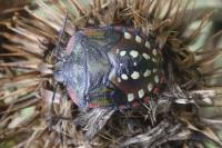Nezara viridula