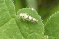 Eupteryx