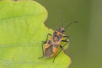 Corizus hyoscyami