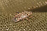 Liorhyssus hyalinus