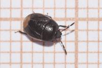 Legnotus limbosus
