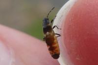 Ischnodemus sabuleti