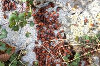 Pyrrhocoris apterus