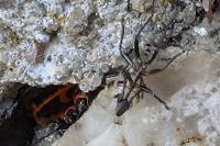 Pyrrhocoris apterus