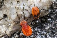 Pyrrhocoris apterus